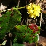 Mahonia aquifolium Folla