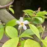 Trachelospermum asiaticum Flower