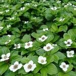 Cornus suecica Lapas