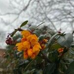 Berberis darwiniiКветка