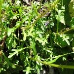 Leucanthemum adustum Blad