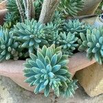 Sedum pachyphyllum Leaf