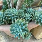 Sedum pachyphyllum পাতা