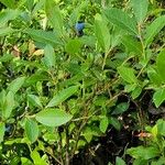 Vaccinium angustifolium Fruto