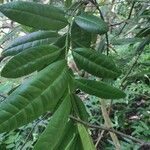 Pimenta dioica Leaf