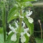 Stachys ocymastrumFlower