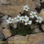 Saxifraga androsacea Celota