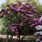 Rhododendron argyrophyllum Habit