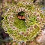 Daucus carota Plod