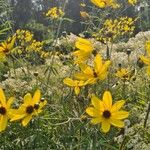 Coreopsis tripteris Bloem