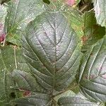 Rubus echinatus Leaf