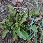 Rumex pulcher Habitus