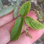 Desmodium incanum Leaf