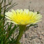 Malacothrix glabrata Flower