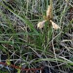 Eriophorum angustifolium 叶