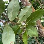 Pera glabrata List