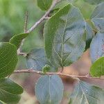 Flacourtia indica Blatt