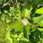 Cornus sericeaHostoa