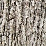 Acer campestre Bark