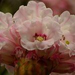 Rhododendron × geraldii Flower