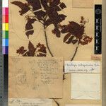 Dombeya subsquamosa Otro