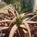 Aloe pluridens Yaprak