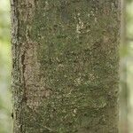 Licania densiflora Bark