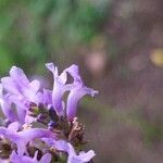 Lavandula canariensis Blomma