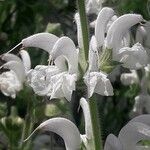 Salvia argentea 花