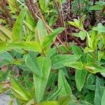 Hypericum patulum ഇല