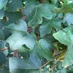 Acer campestre पत्ता