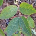 Lonicera fragrantissima Leaf