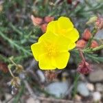 Fumana ericoides Flower