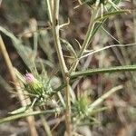 Ptilostemon stellatus Hoja