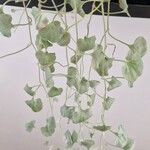 Dichondra argentea Φύλλο