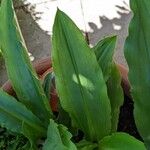 Scadoxus multiflorus পাতা