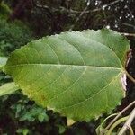 Ficus lateriflora Fulla
