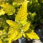 Caryopteris x clandonensis Leaf