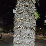 Cycas pectinata Bark