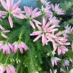 Erica verticillata 花
