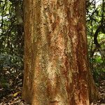 Pericopsis elata Corteccia