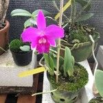 Cattleya sincorana फूल