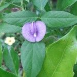 Centrosema virginianum Flower