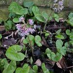 Petasites pyrenaicus Habitus