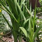 Gladiolus communis Blatt