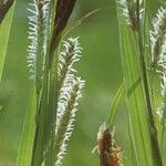 Carex acuta Flor