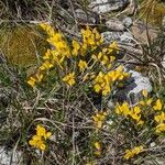 Cytisus decumbens Λουλούδι