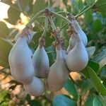 Dermatophyllum secundiflorum Fruit