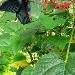 Clerodendrum paniculatum Hoja