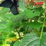 Clerodendrum paniculatum Folio